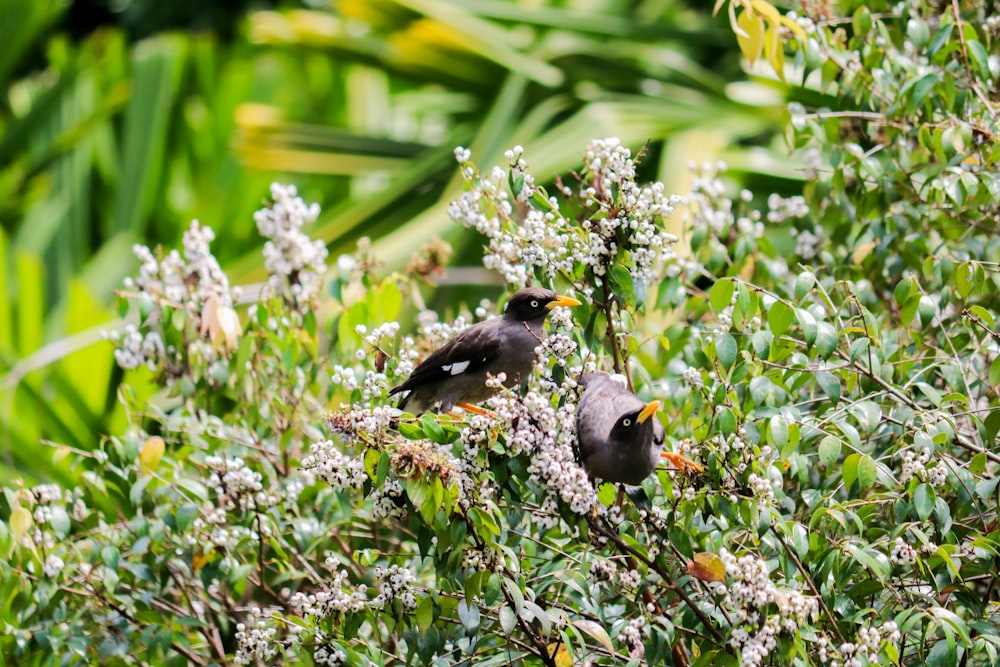 black bird on green plant during daytime