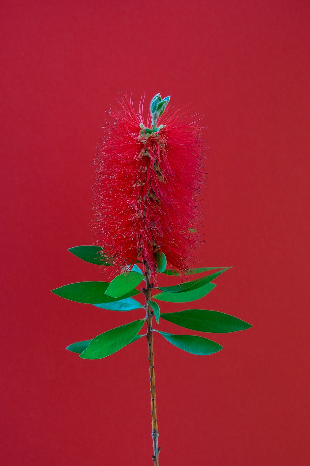 red and green flower in close up photography