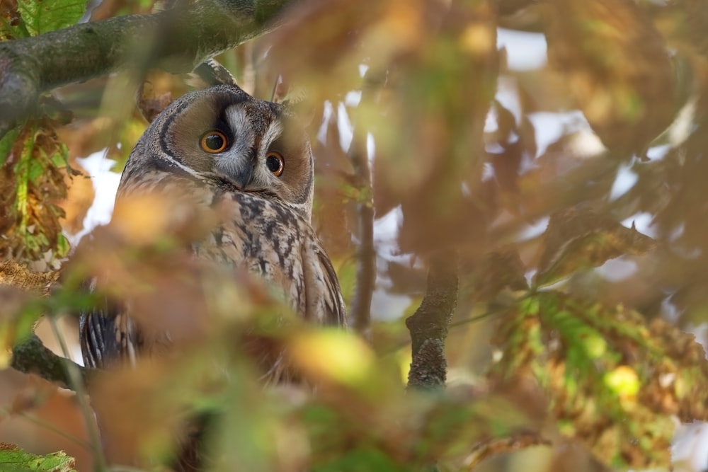 brown owl perched on tree branch during daytime