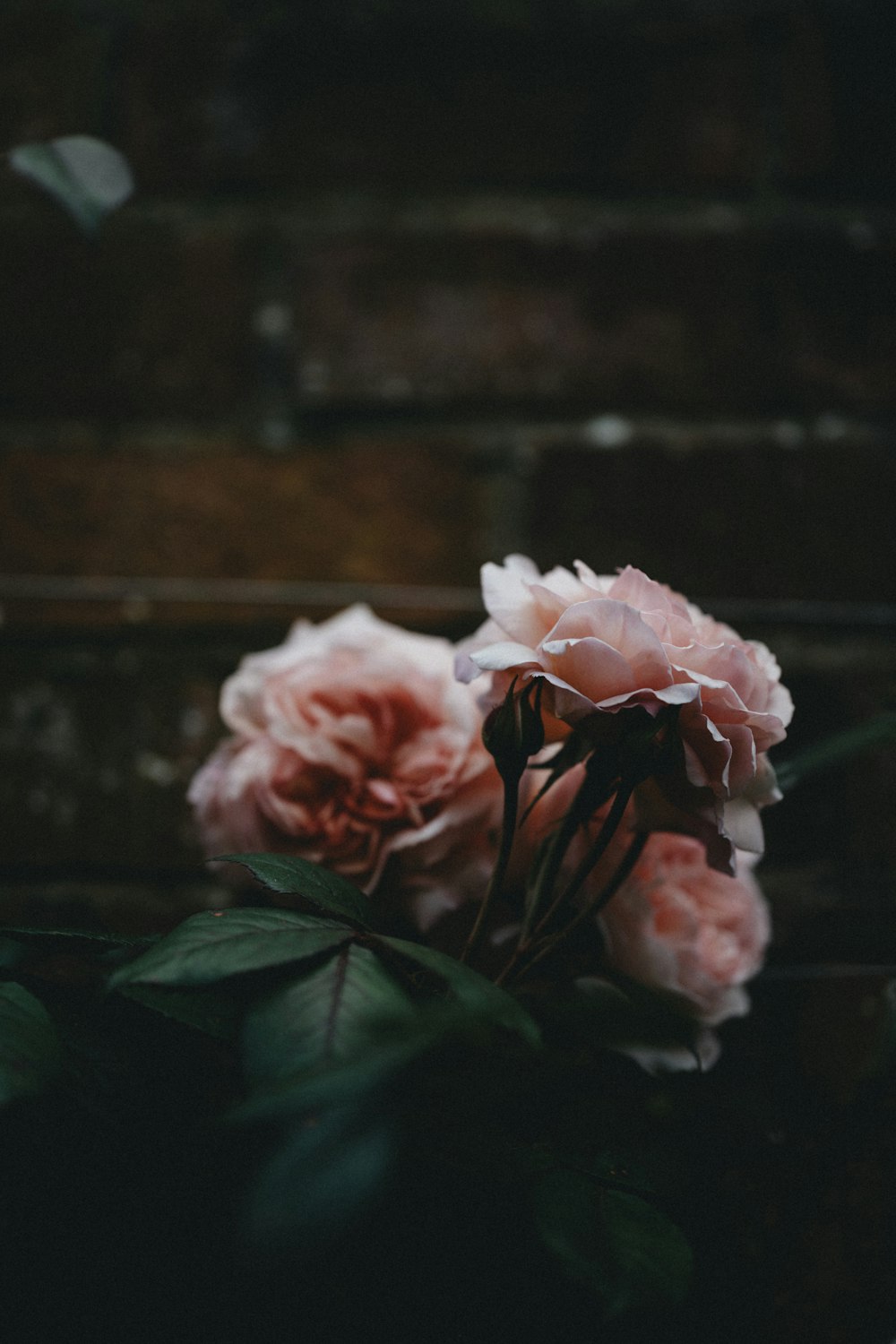 pink rose in bloom during daytime