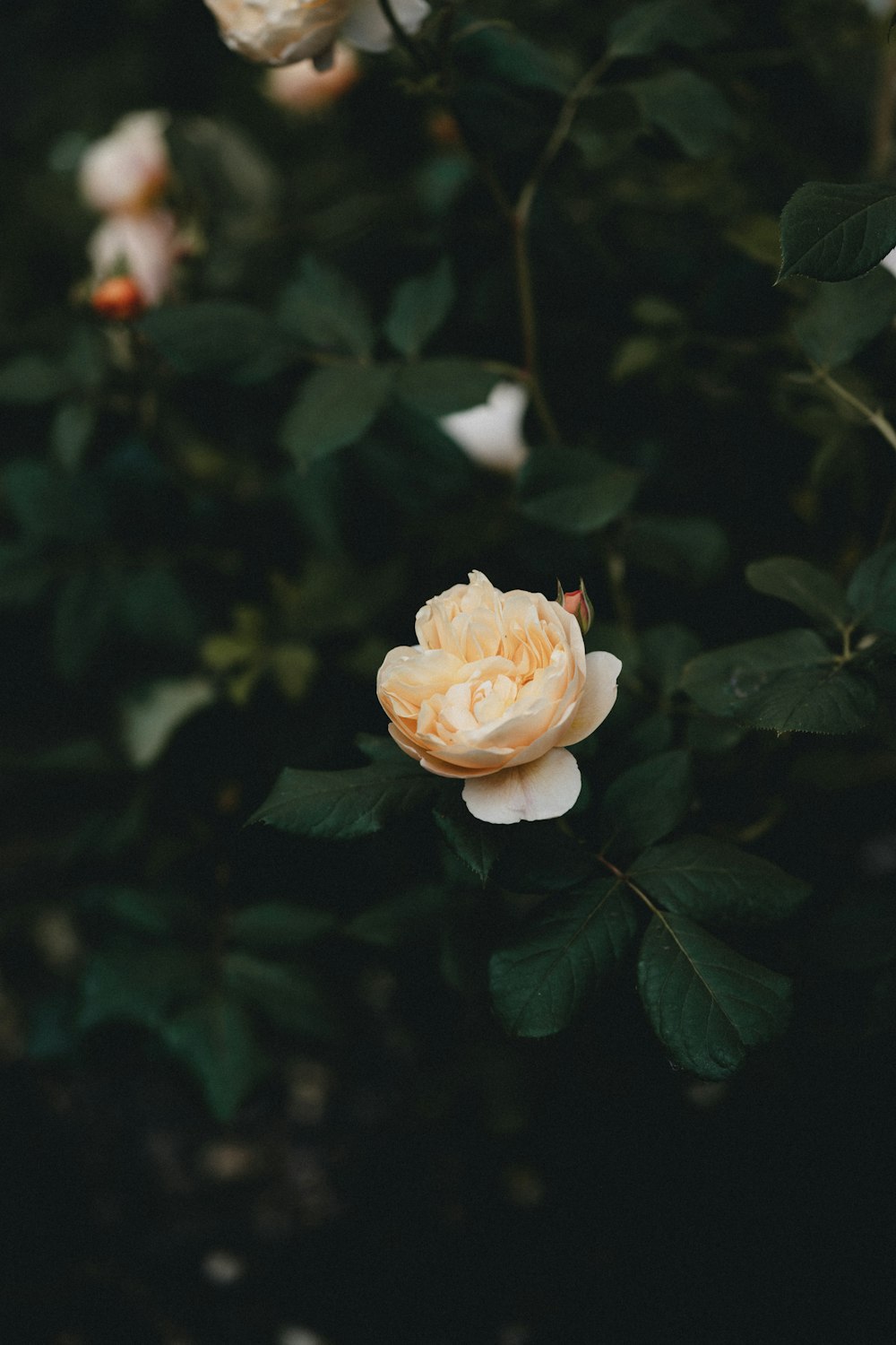 pink rose in bloom during daytime