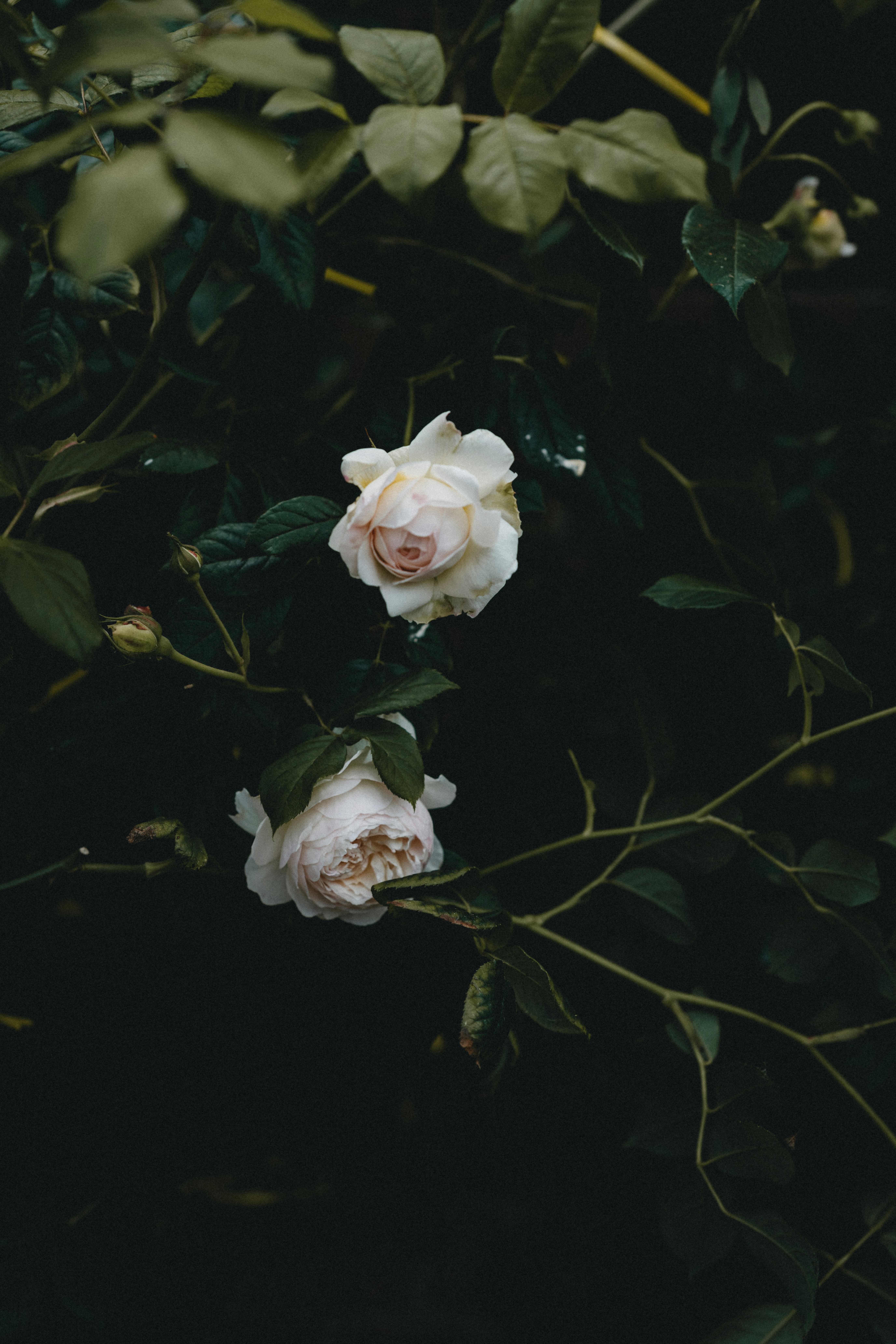 Photo by anniespratt