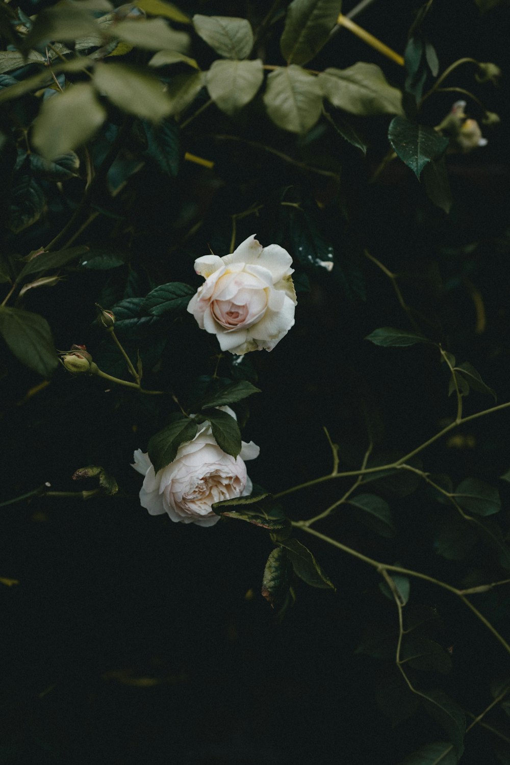 Weiße und rosa Rose in voller Blüte