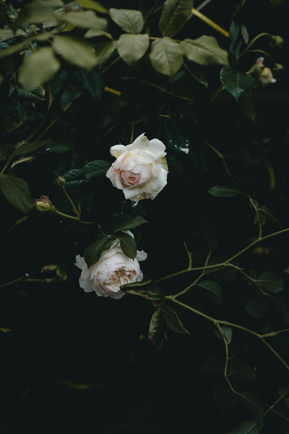 white and pink rose in bloom