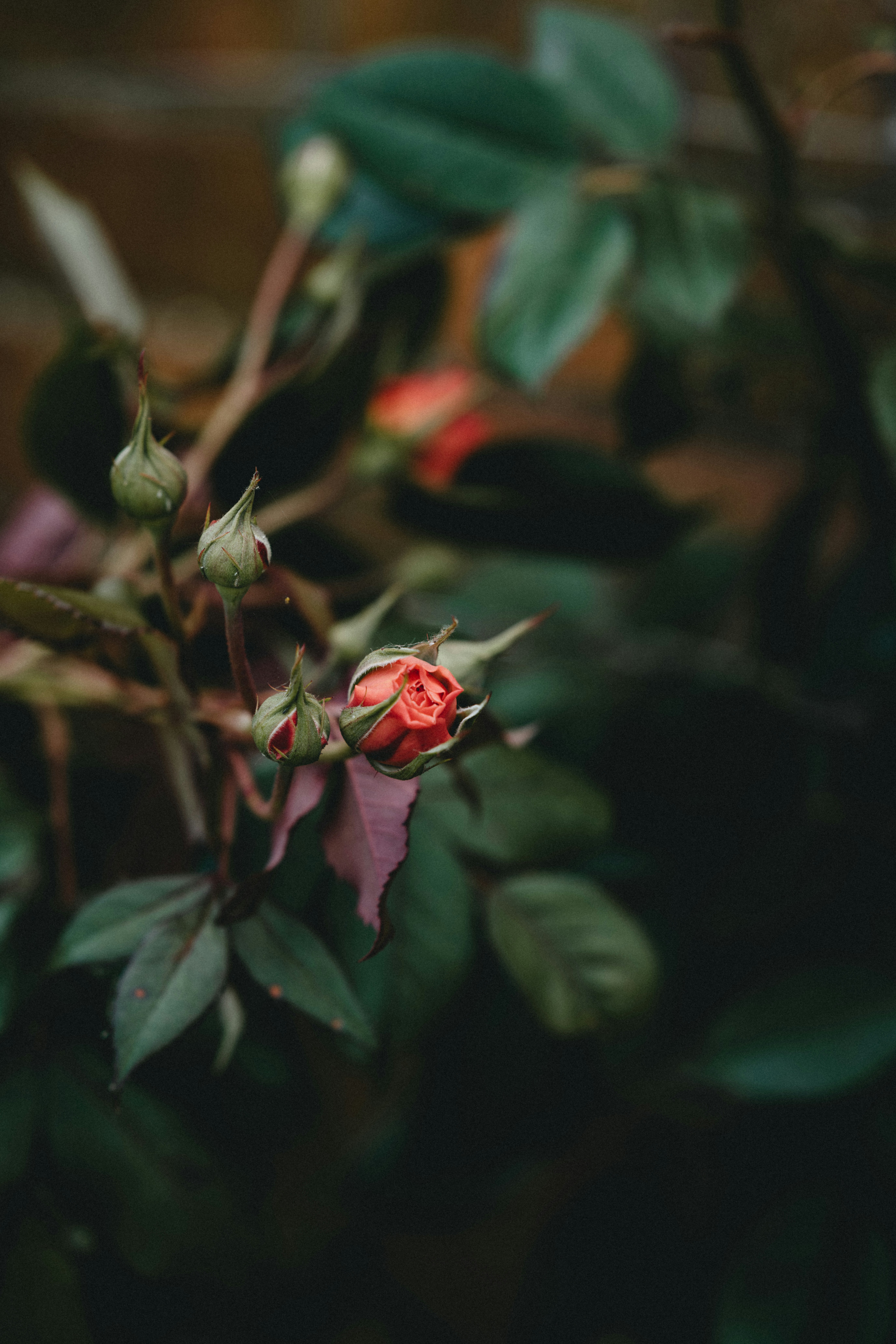 Photo by anniespratt