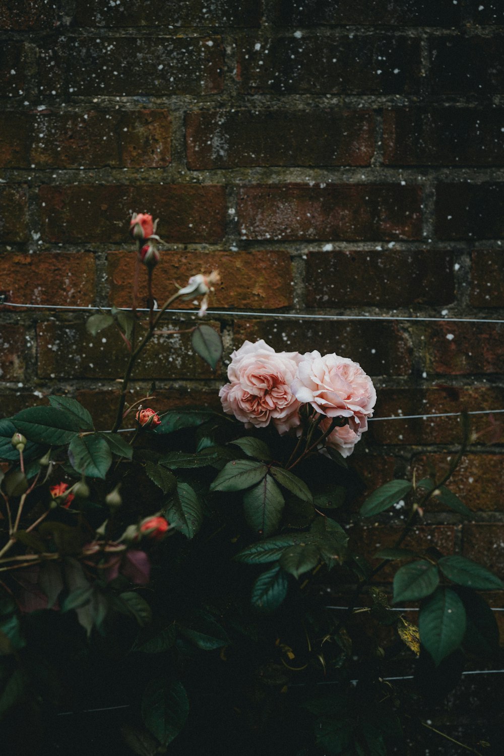 pink rose in bloom during daytime