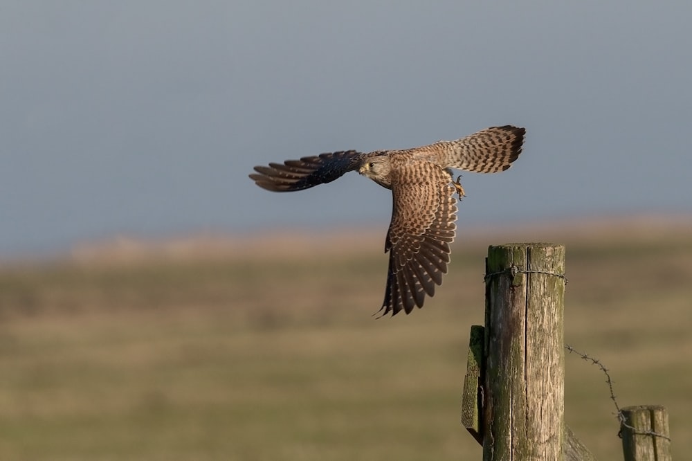 brown and white bird on brown wooden post during daytime