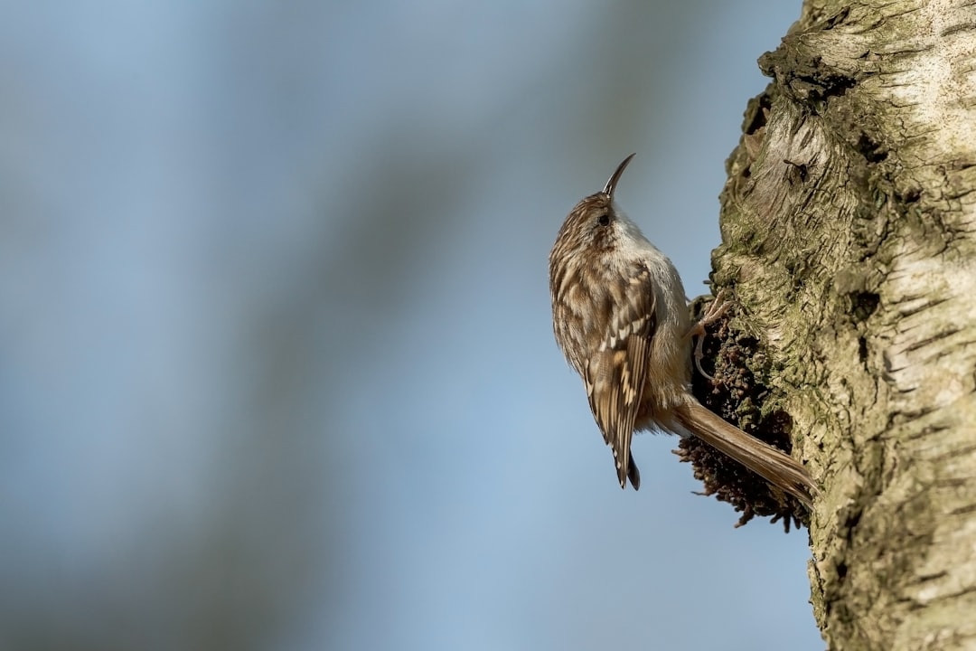 brown bird on brown tree branch