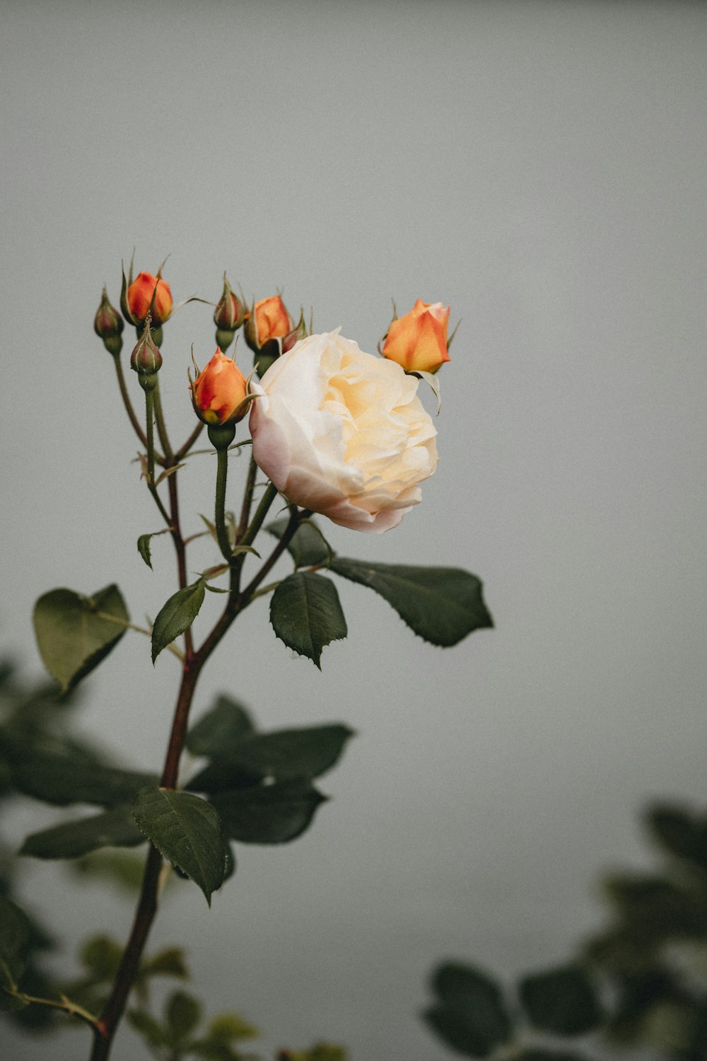 yellow rose in bloom close up photo