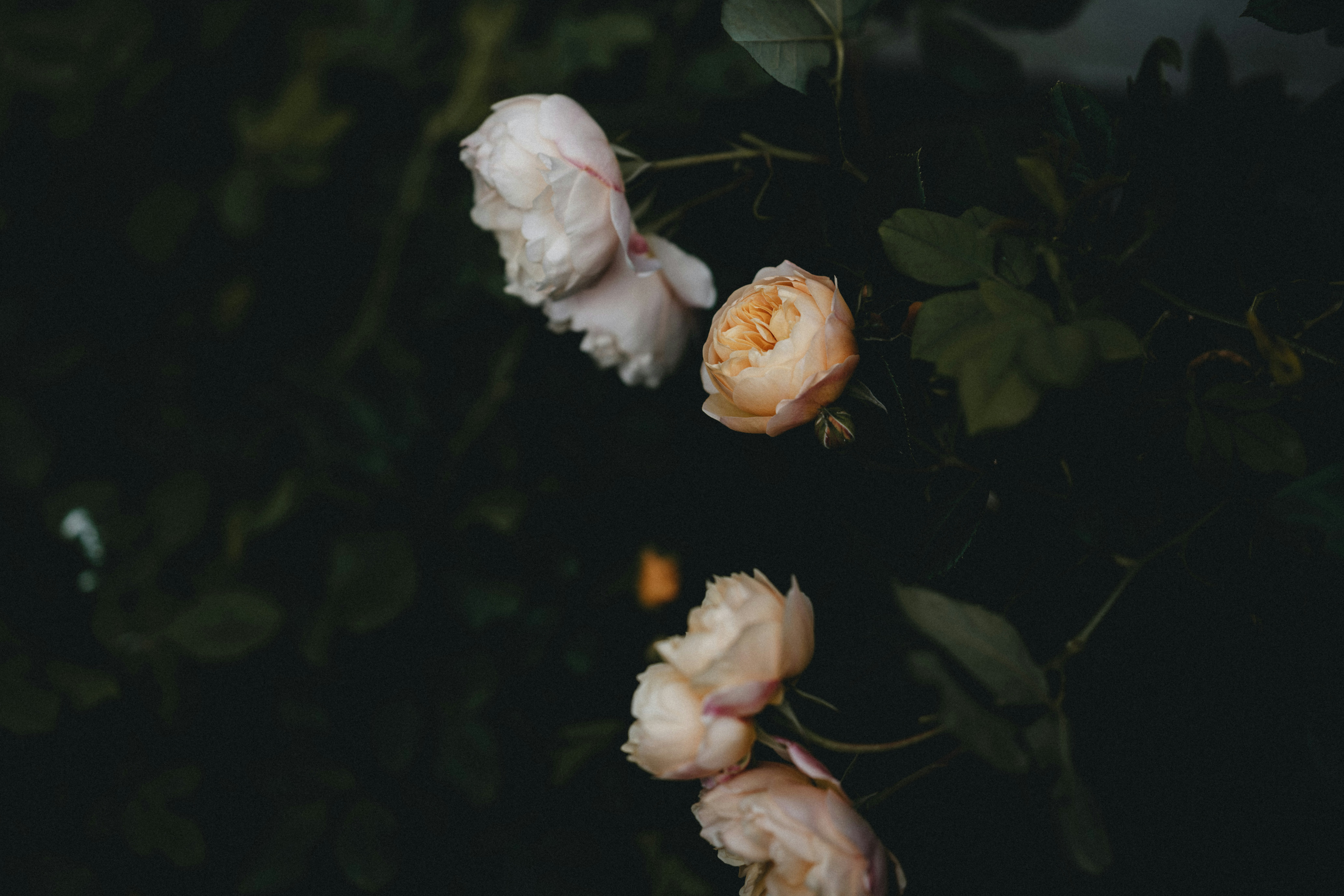 Photo by anniespratt