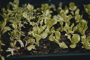 green plant on black pot