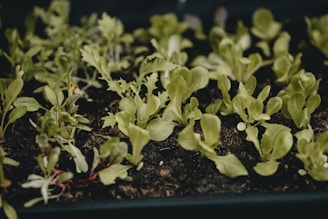 green plant on black pot