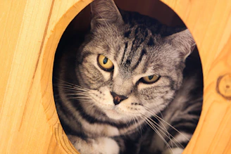 Close-up of fine craftsmanship on a wooden cat house showing smooth pet-safe finishes