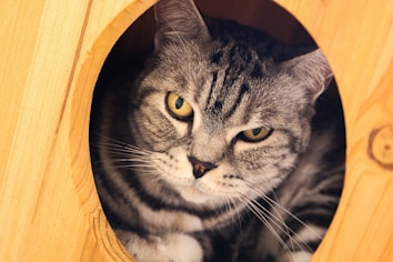 A grey tabby cat with striking yellow eyes is peering out from a wooden cat house. The intricate wood grain surrounding the circular opening complements the cat's soft fur. The cat's expression is calm yet slightly curious.