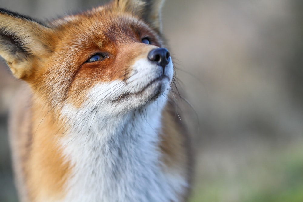 a close up of a red fox with its eyes closed