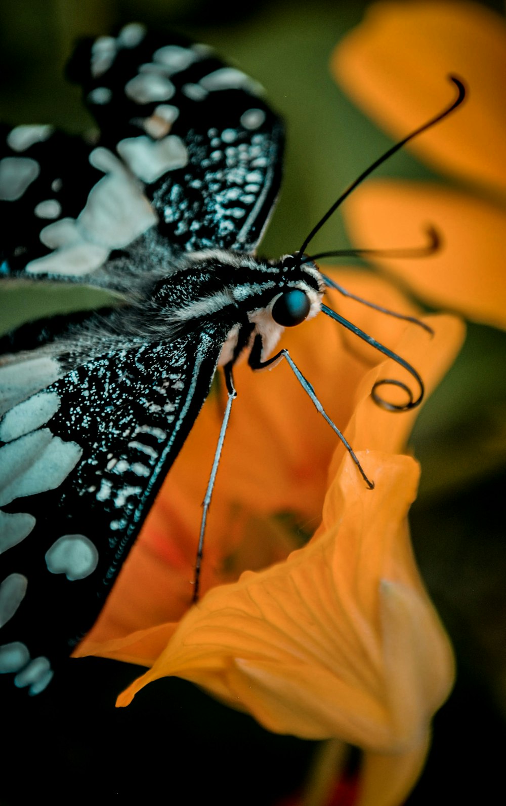 black and white butterfly on orange flower