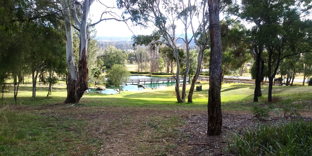 green grass field with trees near body of water during daytime