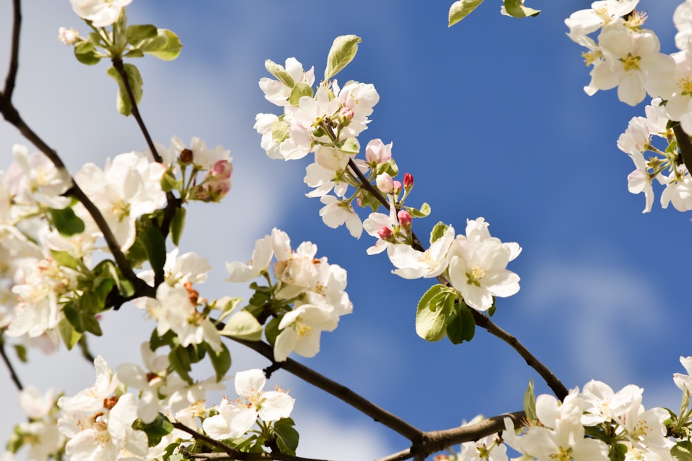Weiße Kirschblüte blüht tagsüber