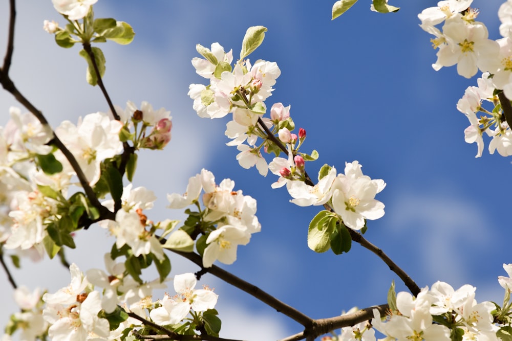 white cherry blossom in bloom during daytime