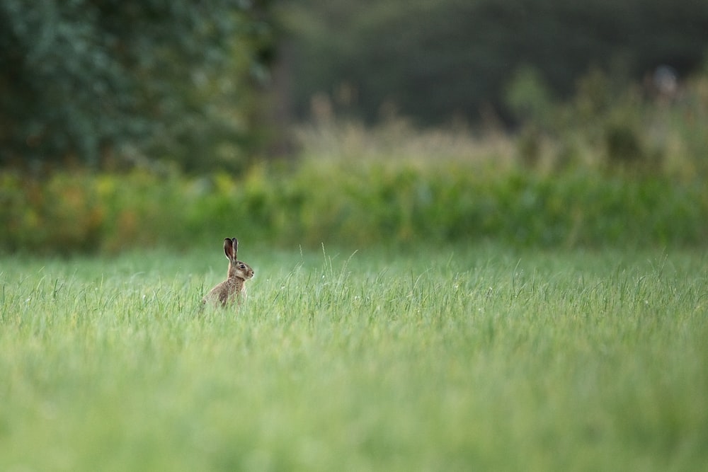 brown rabbit on green grass field during daytime