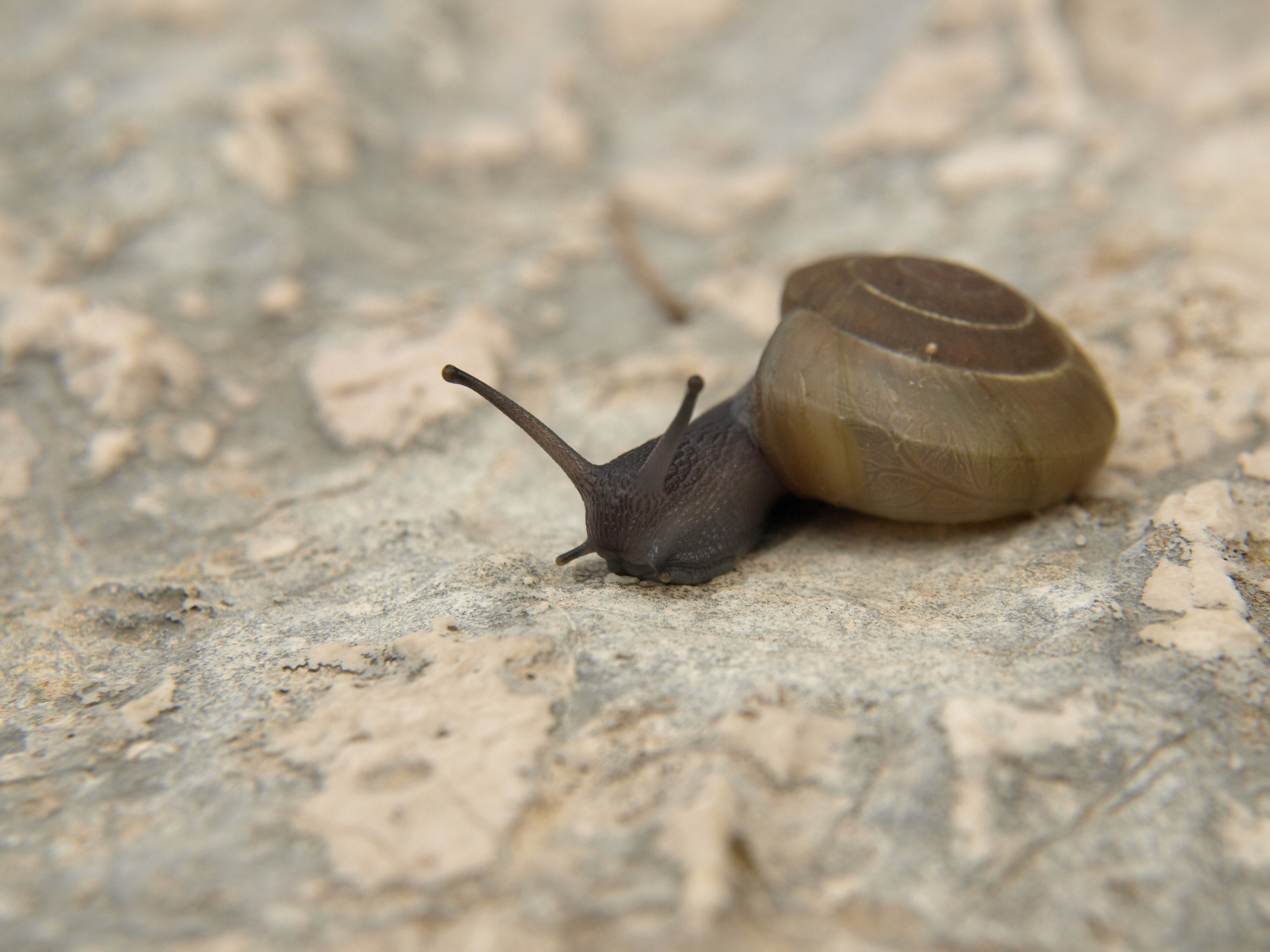 Bebbux Gourmet Snail Delights