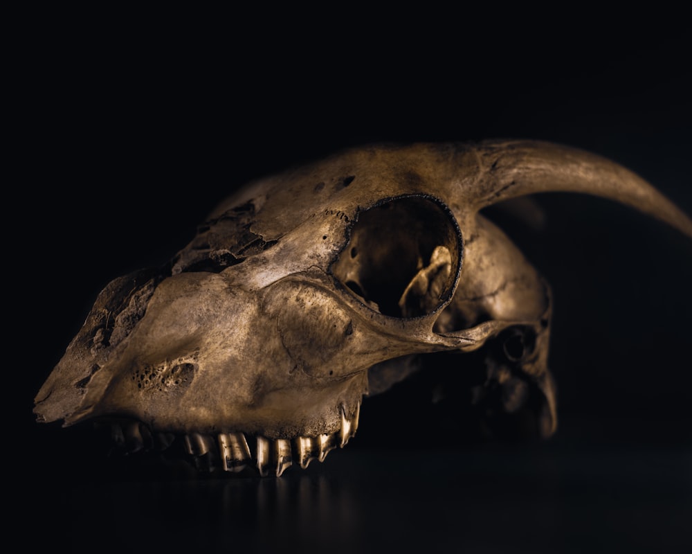 crâne d’animal gris avec fond noir