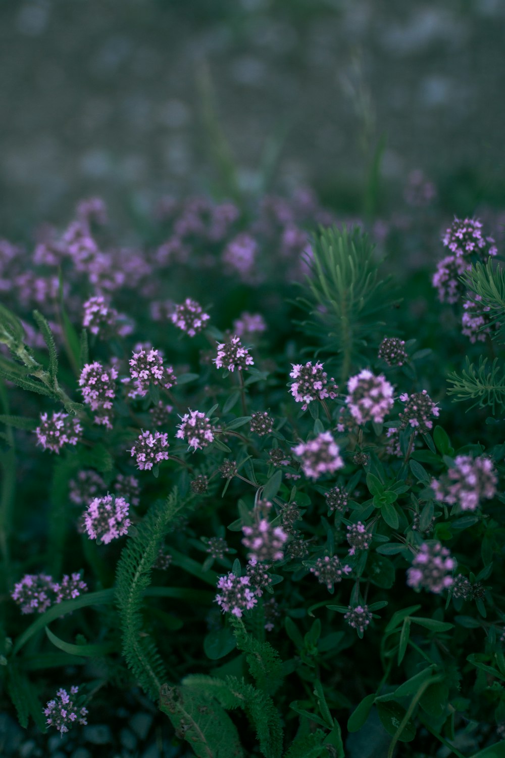 purple flowers with green leaves