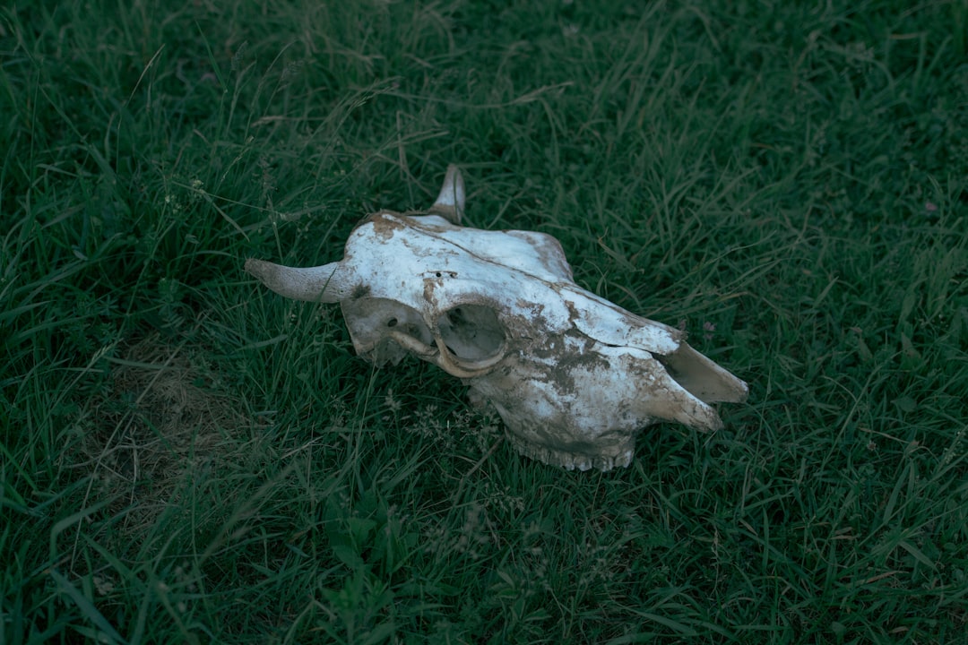 white animal skull on green grass