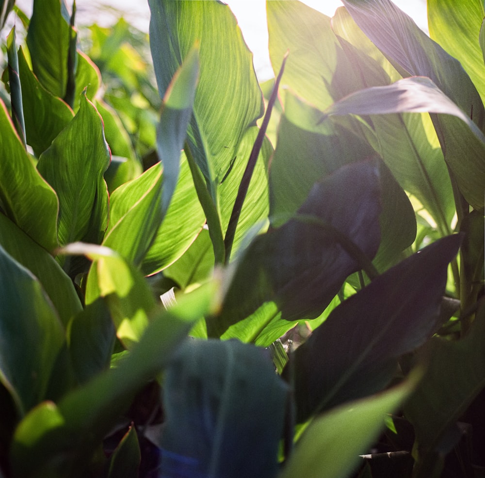 green corn plant during daytime