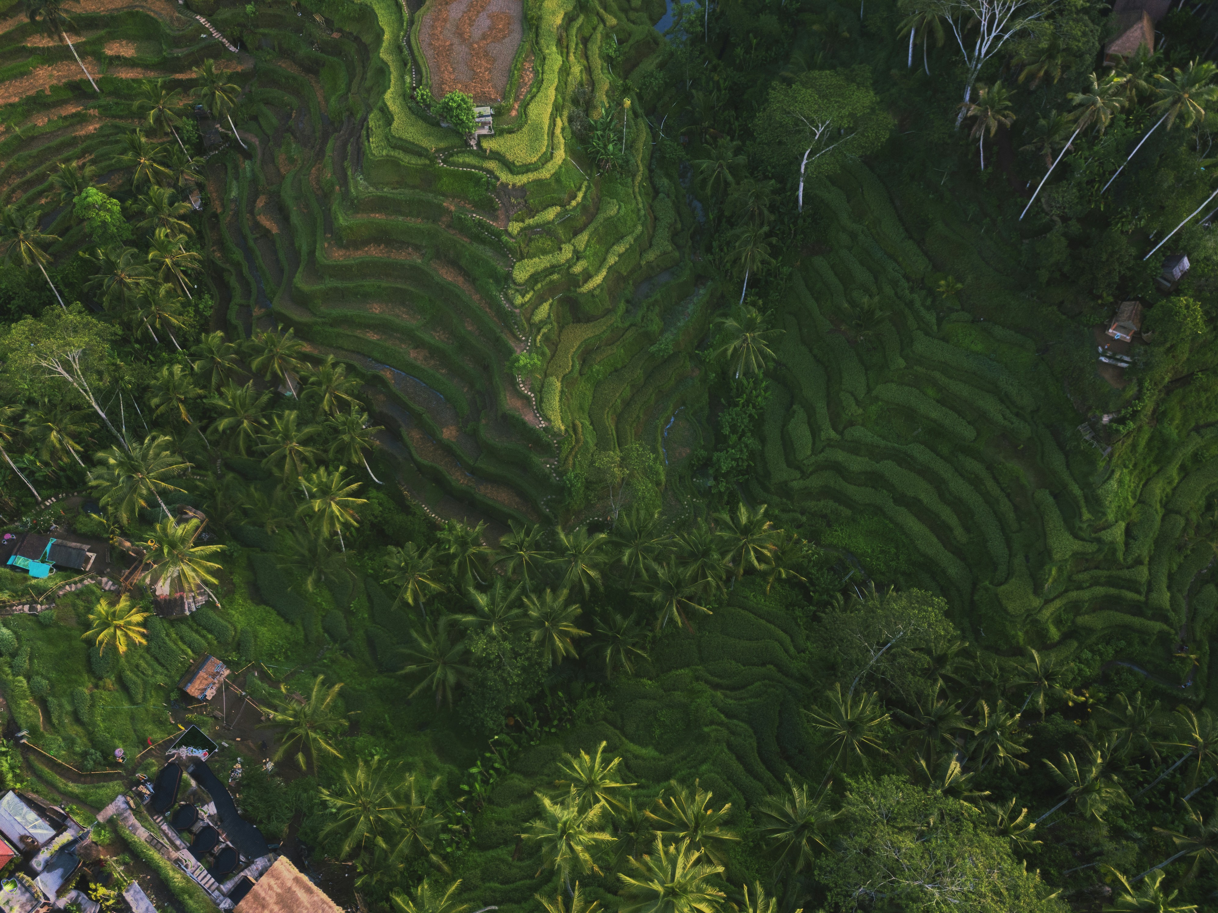 aerial view of green trees, 