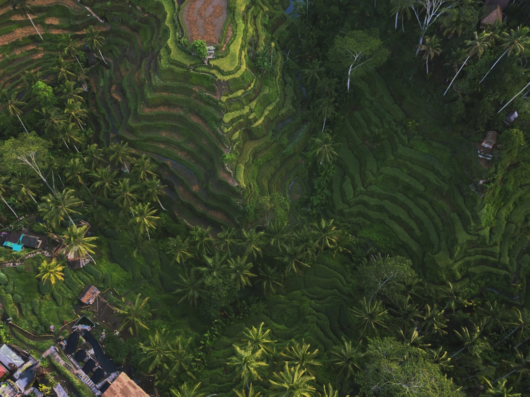 aerial view of green trees,