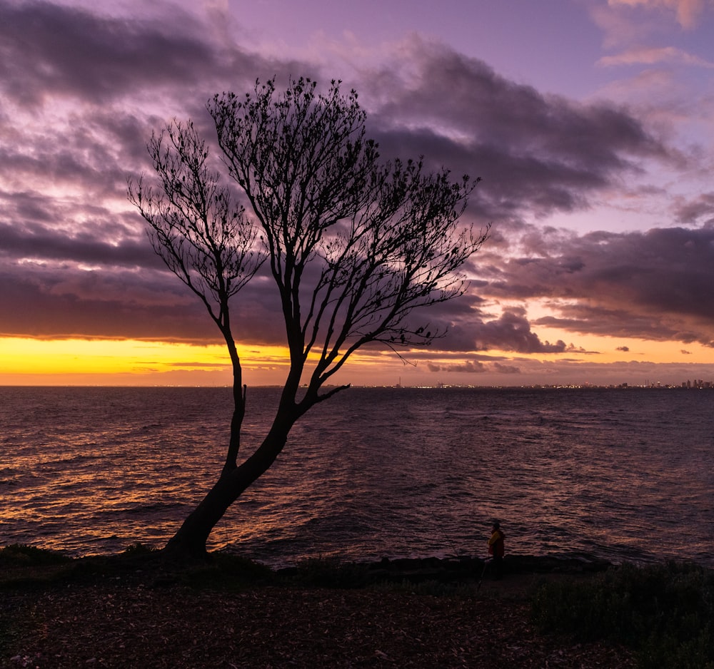 leafless tree near body of water during sunset