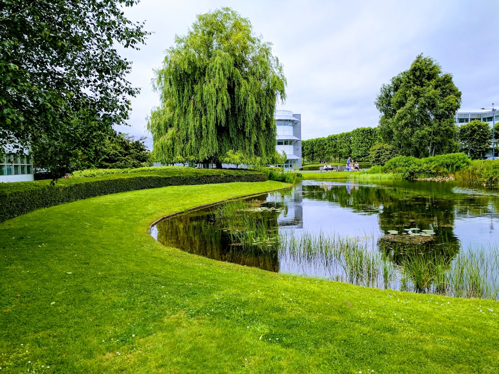 green trees beside river under blue sky during daytime