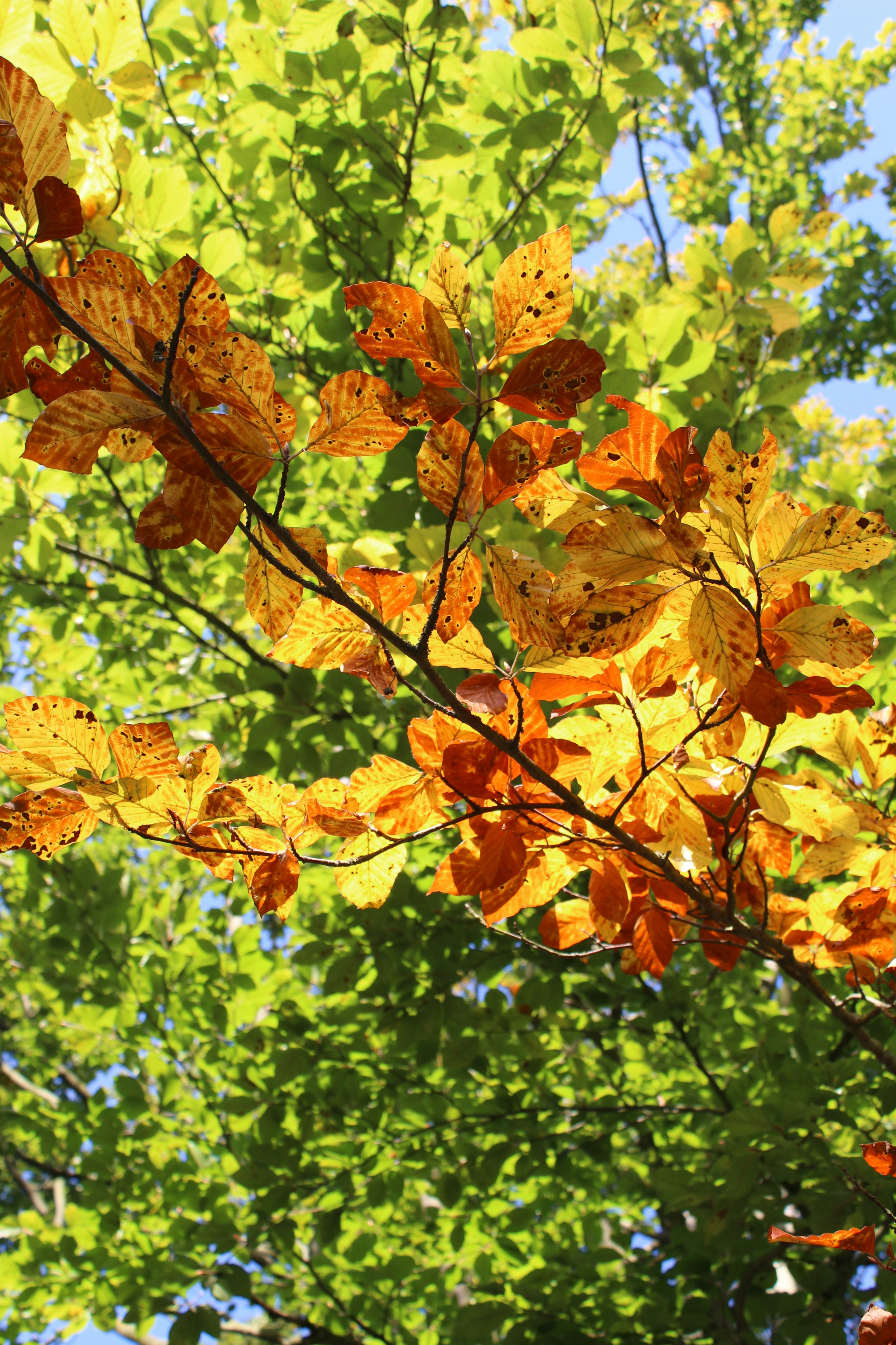 brown and green maple leaves