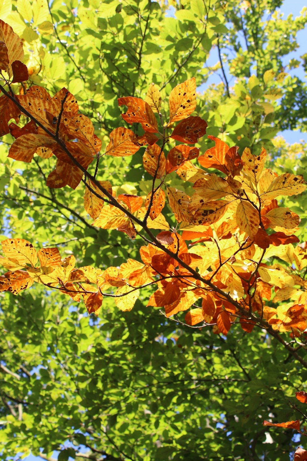 brown and green maple leaves