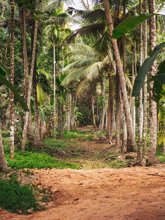 Kuttanad Taluk things to do in Mararikulam