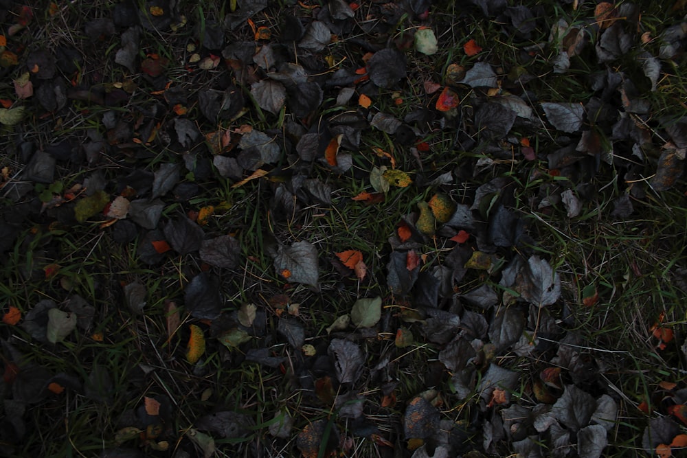 green and yellow leaves on ground