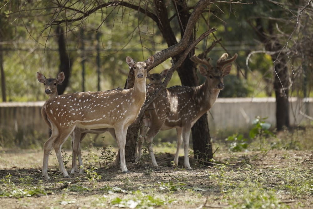 giraffa marrone e bianca in piedi sull'erba verde durante il giorno