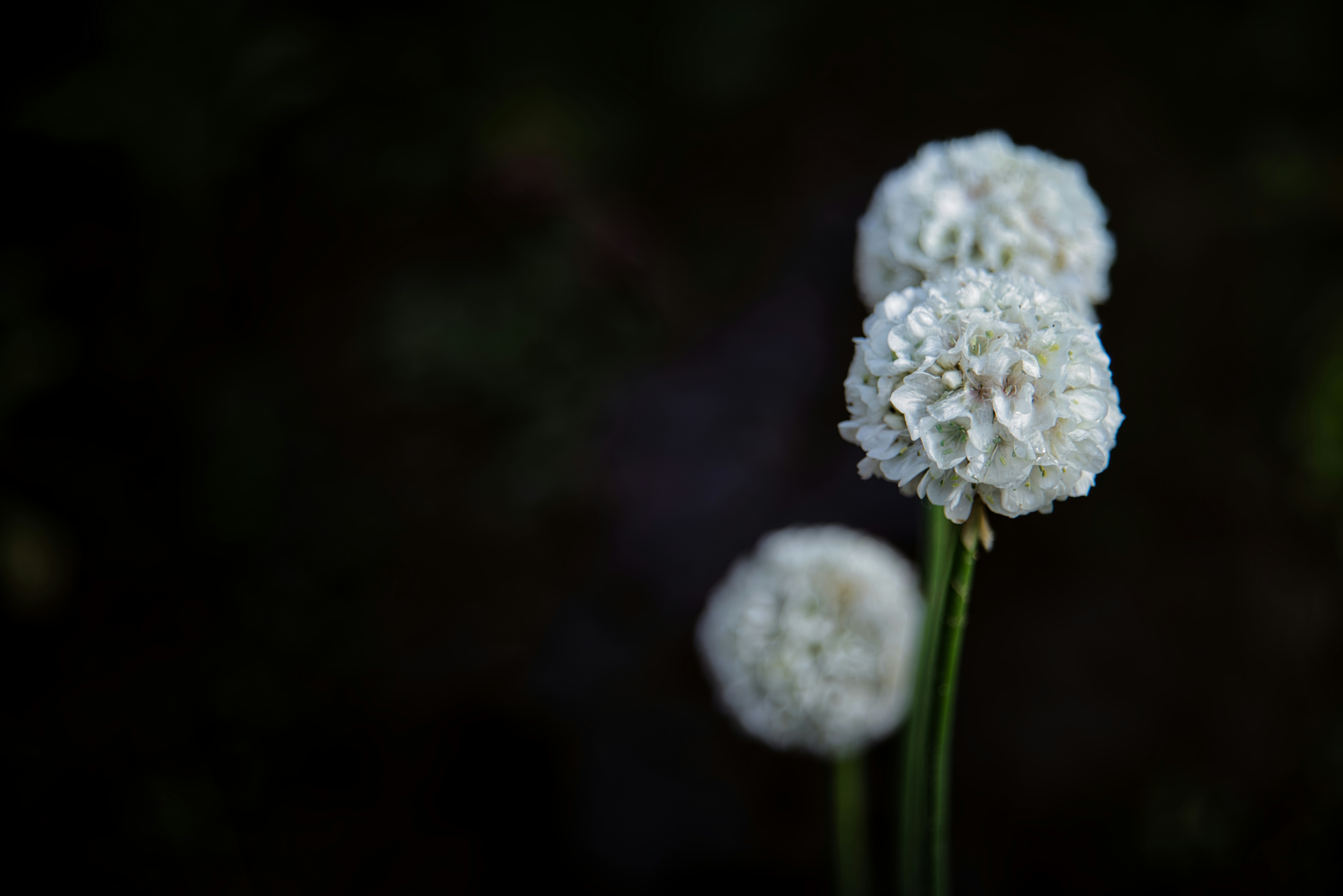 Photo by darrencoleshill