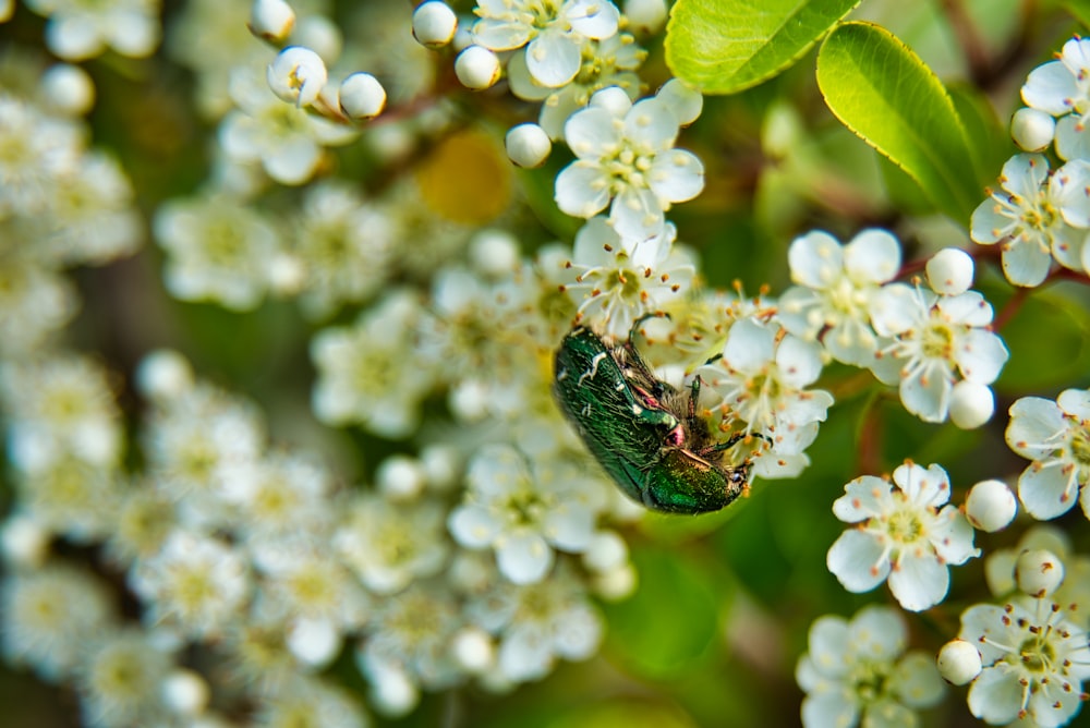 green and black bug on white flower