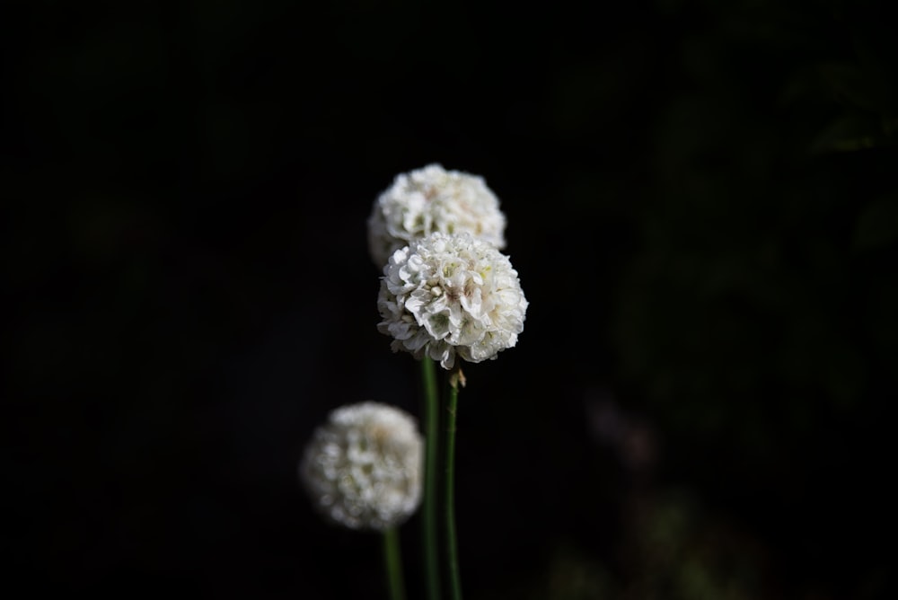 white flower in tilt shift lens