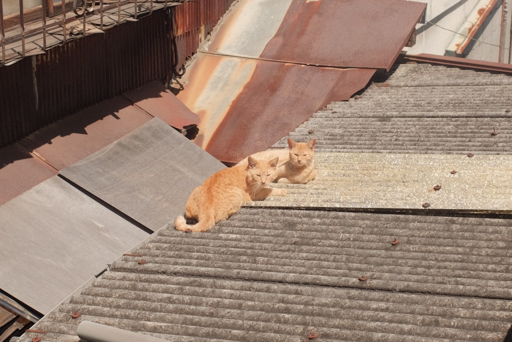 orange tabby cat lying on wooden floor
