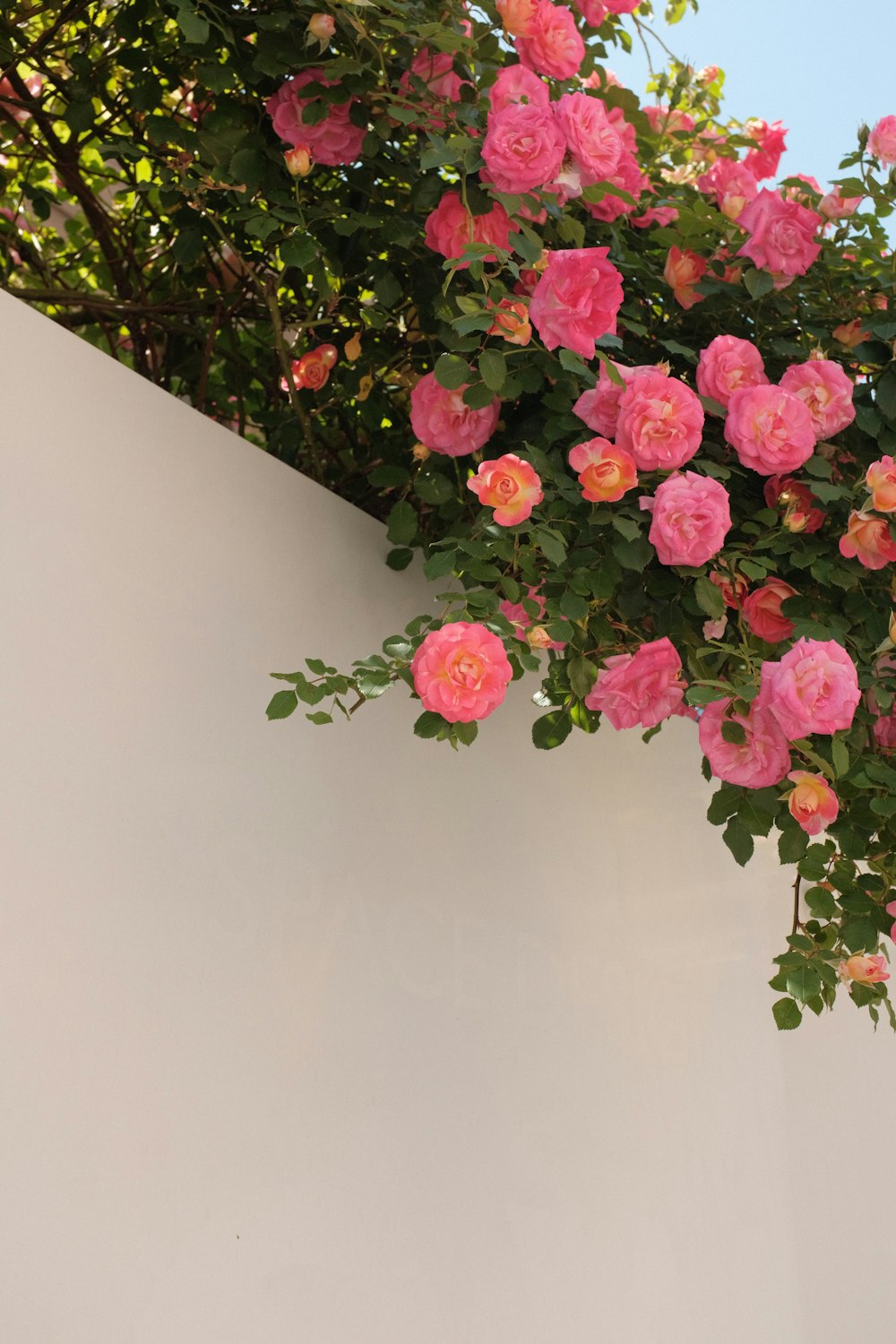 pink flowers with green leaves