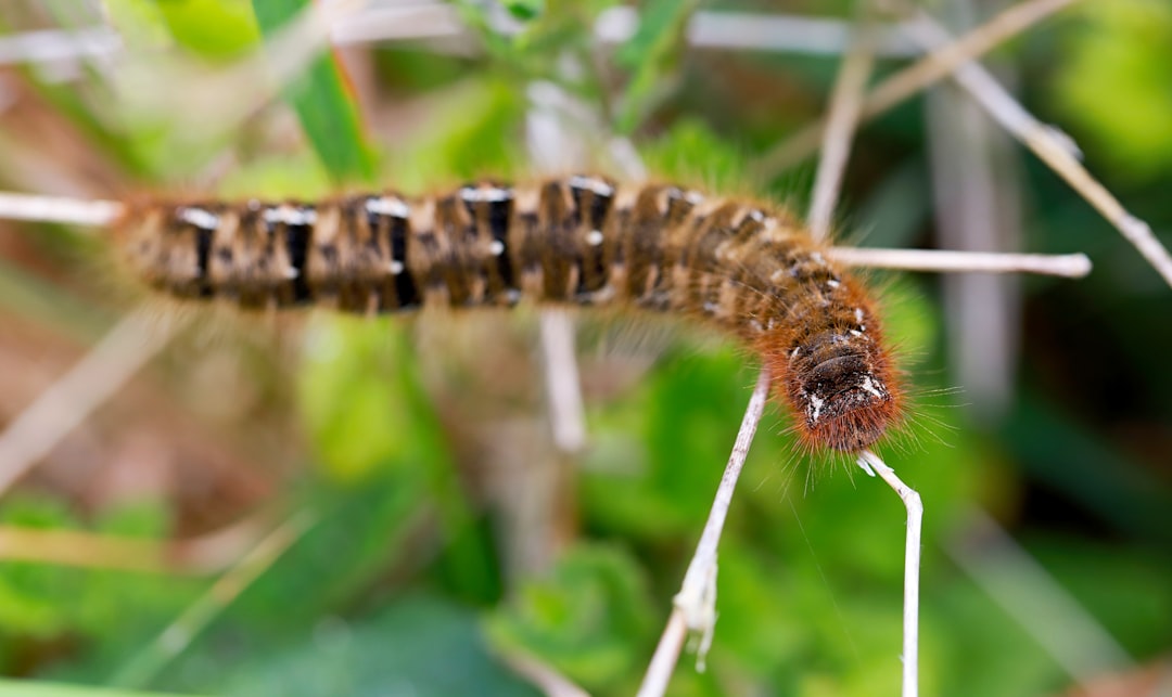 brown and black caterpillar on green leaf