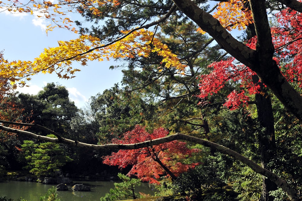 green and brown trees under blue sky during daytime