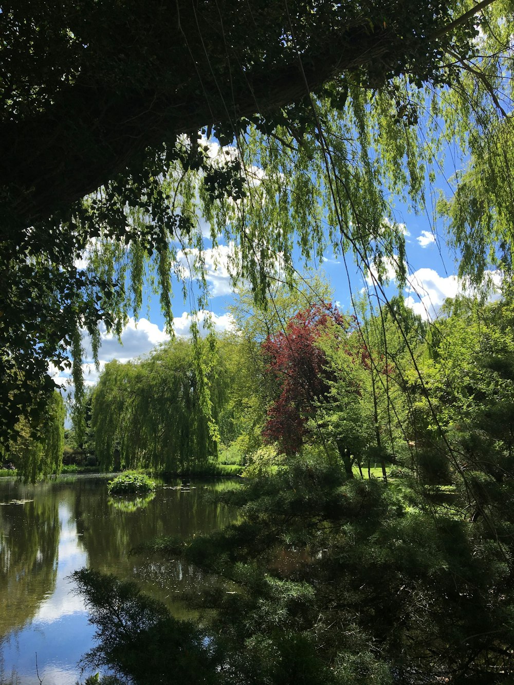 green trees beside river under blue sky during daytime