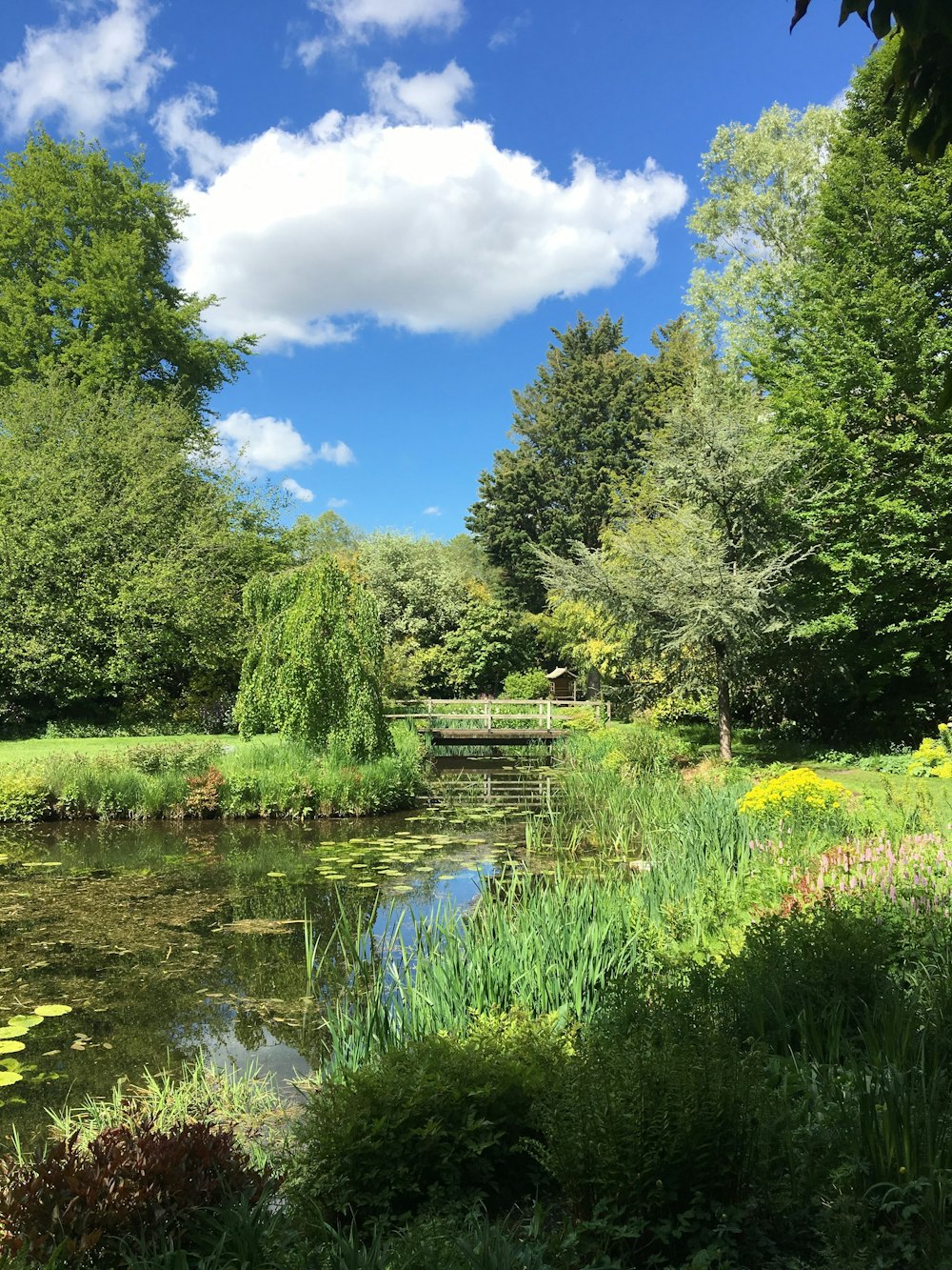 green trees beside river under blue sky during daytime