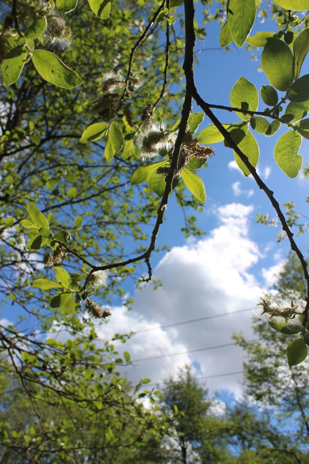 green leaves under blue sky during daytime