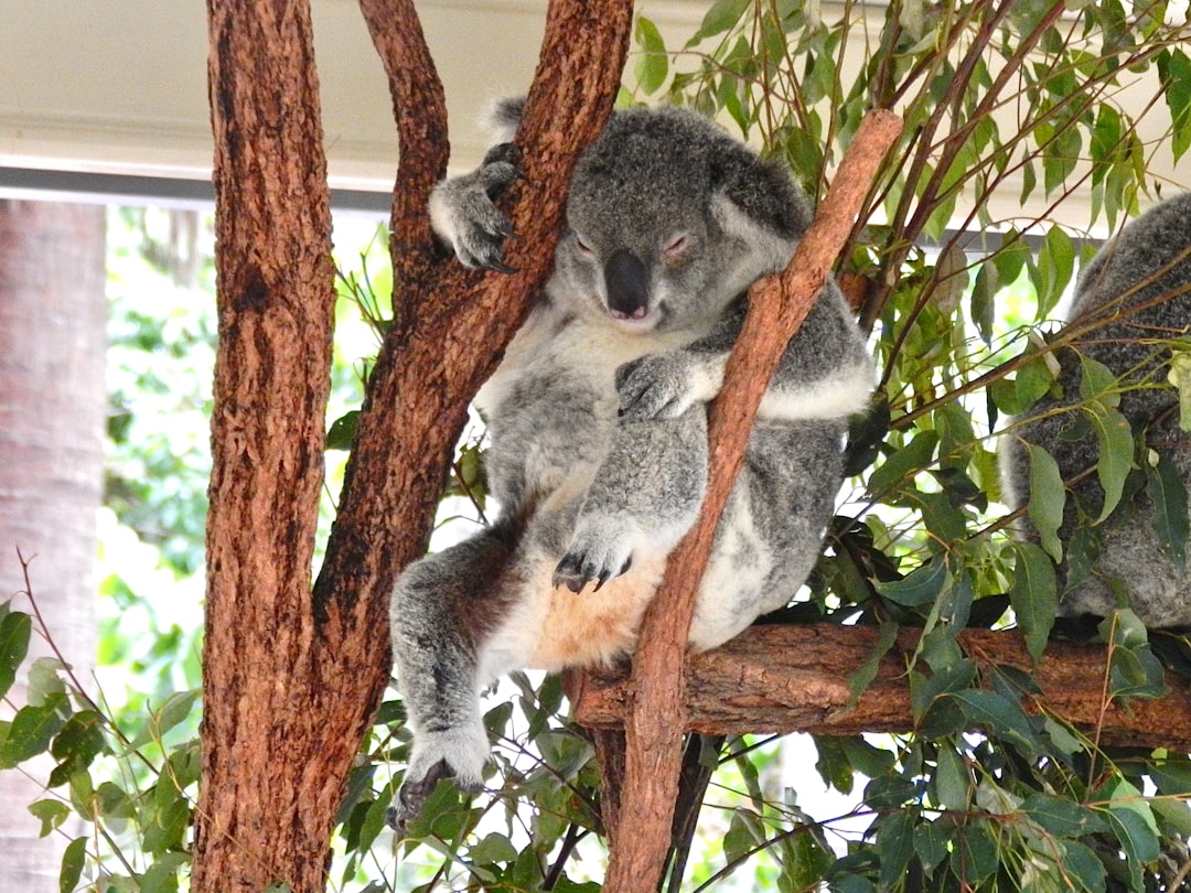 travelers stories about Wildlife in Australia, Australia