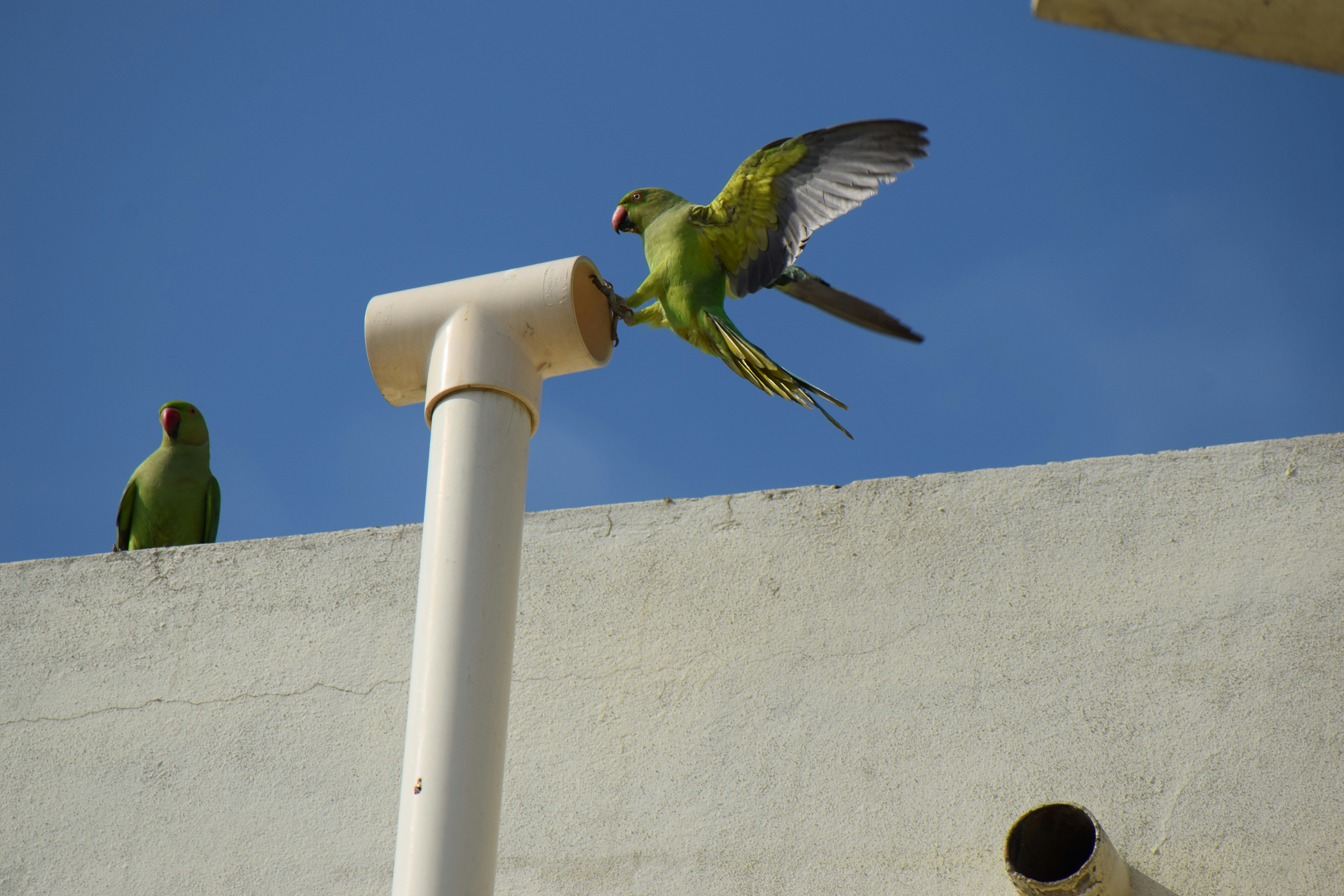 Teach Parakeet to Whistle: Simple Training Guide
